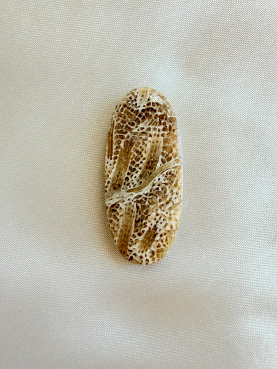 Fossil Coral